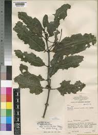 Image result for Oxyanthus speciosus