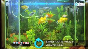 Japon baliği beslerken en büyük hatamiz, japon akvaryumu, akvaryum balıkları. Baliklar Nasil Ve Ne Kadar Yemlenmelidir Youtube