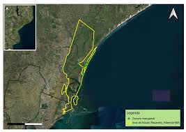 Image result for Bauhinia burrowsii