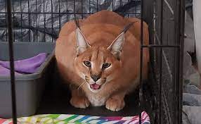 Caracal caracal, от тюркского «қара құлақ» — чёрное ухо), — хищное млекопитающее семейства кошачьих. Medusa Safe Haven Wildlife Sanctuary