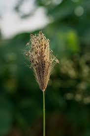 Image result for Chloris virgata