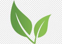 79 607 gambar gambar gratis. Green Tea Tea Culture U9752u8336 Green Tea Leaf Tea Png Pngegg