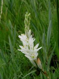 Image result for Ornithogalum seineri