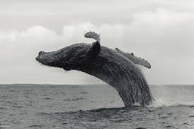 And while many other whale species breach, humpback whales seem to breach more frequently. Humpback Whale Breaching Against A By By Wildestanimal