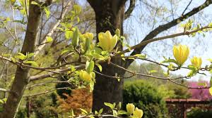 Potential changes in abundance and range for 147 bird species in the east. Yellow Bird Magnolia Magnolia Brooklynensis Yellow Bird Plant Identification Youtube