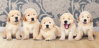 How To Start Training A Golden Retriever Puppy: Tips And Advice - Ultimate  Pet Nutrition