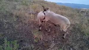 Ruyada Koyunun Ciftlestigini Gormek Ruyandagor Com