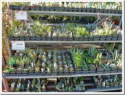 The proper term, herbaceous perennial, applies to plants that die back to the ground in fall then send up fresh we like to describe perennials, both the flowering and nonflowering varieties, as the foundation of the garden. Great Looking Succulents At Davis Ace Hardware