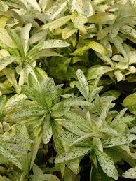 Image result for Ixora laurentii