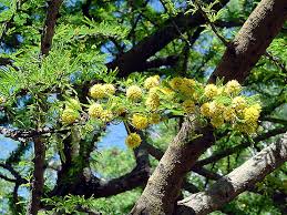 Image result for Acacia afra