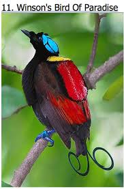 Bird Of Paradise Fly Up Your Nose May The Bird Of Paradise Fly Up Your Nose Most Beautiful Birds Animals Rare Birds