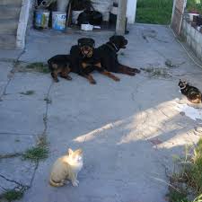 Doom patrol is a 2019 superhero series on the dc universe and hbo max streaming services, based off the classic doom patrol comic series. Why You Should Not Feed Your Cat Iams Or Any Other Cheap Food Pethelpful