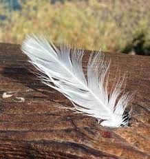 Signs Of An Angel Watching Over You White Feather Tattoos Angel Signs White Feather Meaning