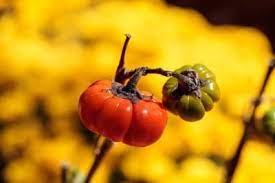 It is native to tropical africa. What Is A Pumpkin On A Stick How To Grow Ornamental Eggplants