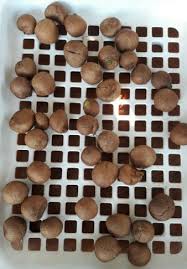 Its flowers are mainly pink which fade to green closer to edges, with guard petals (outer petals) being more on the green side. Rose Apple Growing Wax Apple Guide Agri Farming