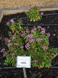 Image result for Pentas purpurea