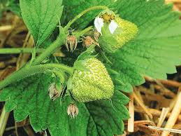 Image result for květopas jahodníkový