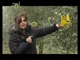 Trova una vasta selezione di trappola per mosche a prezzi vantaggiosi su ebay. La Mosca Dell Olivo Youtube