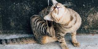What Are The Most Common Allergies In Cats Vet In San Antonio Missionvet Specialty Emergency