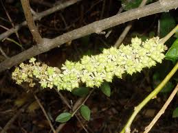Image result for Phytolacca dodecandra