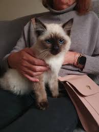 Hello I'm new here went to visit this little girl yesterday and totally  fell in love and of course we will be collecting her next week. This is my  1st Ragdoll so