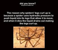 I Always Wondered Why Spiders Did That When They Die Fun Facts Funny Facts Wierd Facts