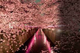 The springtime bloom is a lavish spectacle but remarkably brief; How To Experience Japan S Cherry Blossom Season