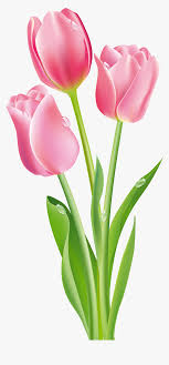 We did not find results for: Tulip Flower Clipart Png Transparent Png Kindpng