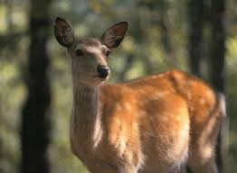 5 rules to keep deer away. Using Scent Fences For Repelling Deer And Rabbits Thriftyfun