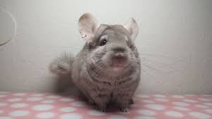 Quickly find the best offers for chinchilla pet for sale on newsnow classifieds. Home