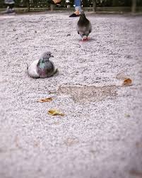 暑いのでしょうか鳩さんが地面にしゃがんでましたが animals bird