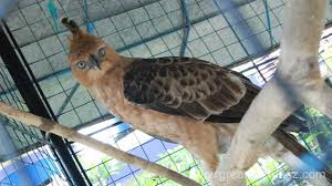 22 gambar burung elang paling keren koleksi. Elang Jawa Sang Garuda Tanah Jawa Greeners Co