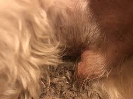 Bubbles and bows gives your pet the complete spa experience. Green Bubbles Pet Spa 36 Photos 65 Reviews Pet Groomers 7470 Cherry Ave Fontana Ca United States Phone Number Services