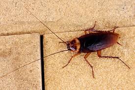 The existence of a pest infestation will almost certainly have a detrimental effect on an organisation's reputation, employee relations and ultimately financial. Pest Prevention In Hotels Rentokil Pest Control