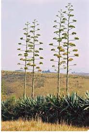 Image result for Dissotis ruandensis