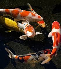 They had what appears to be leeches on them and we pulled some out of their mouths too. 8 Ways To Kill Your Koi And How To Avoid Them Loch Ness Water Gardens