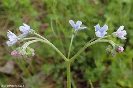 Image result for Cynoglossum coeruleum