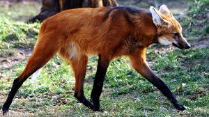 The Maned Wolf Chrysocyon Brachyurus Imgur Maned Wolf Wild Animals Photography Animals Wild
