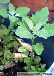 Wild garlic putting on cloves. 11 Wild Edibles Ireland Ideas Wild Edibles Wild Food Edible Plants