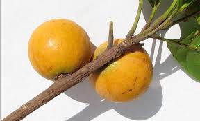 Image result for Pouteria