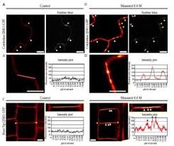 Good examples of these receptors are insulin receptors that bind insulin. Plantae Plasma Membrane Associated Receptor Like Kinases Relocalize To Plasmodesmata In Response To Osmotic Stress Plant Phys Plantae