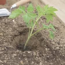 So Setzen Sie Ihre Tomatenpflanzen Richtig Tomaten Pflanzen Tomaten Garten Tomatenpflanzen