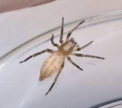 Image result for yellow sac spider bite skin