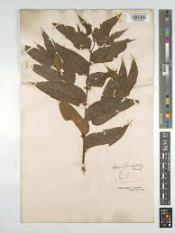 Image result for Trema sp A