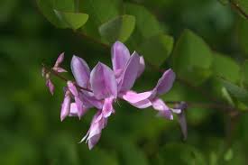 Image result for Indigofera kirkii