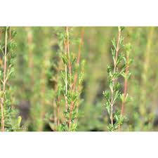 Image result for Scoparia