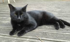 All dogs, cats and ferrets must have proof of a current rabies vaccination administered after a pets traveling unaccompanied must enter the united kingdom at london heathrow, gatwick or all domestic dogs and cats must be free of evidence of disease communicable to humans when. Free Home For Our Beautiful 5 Year Jet Black Cat London West London Pets4homes