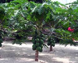 Check spelling or type a new query. Teknik Untuk Tut Pokok Betik Master Gardener Putrajaya Facebook