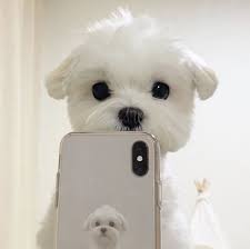Shop Peace Out Dullness Today 20 Off Sale Using Love20 At Checkout Through 3 23 Ig Via Ddalgi O Peaceoutskinca In 2020 Maltese Dog Breed Maltese Maltese Dogs