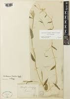 Image result for Arthraxon lancifolius